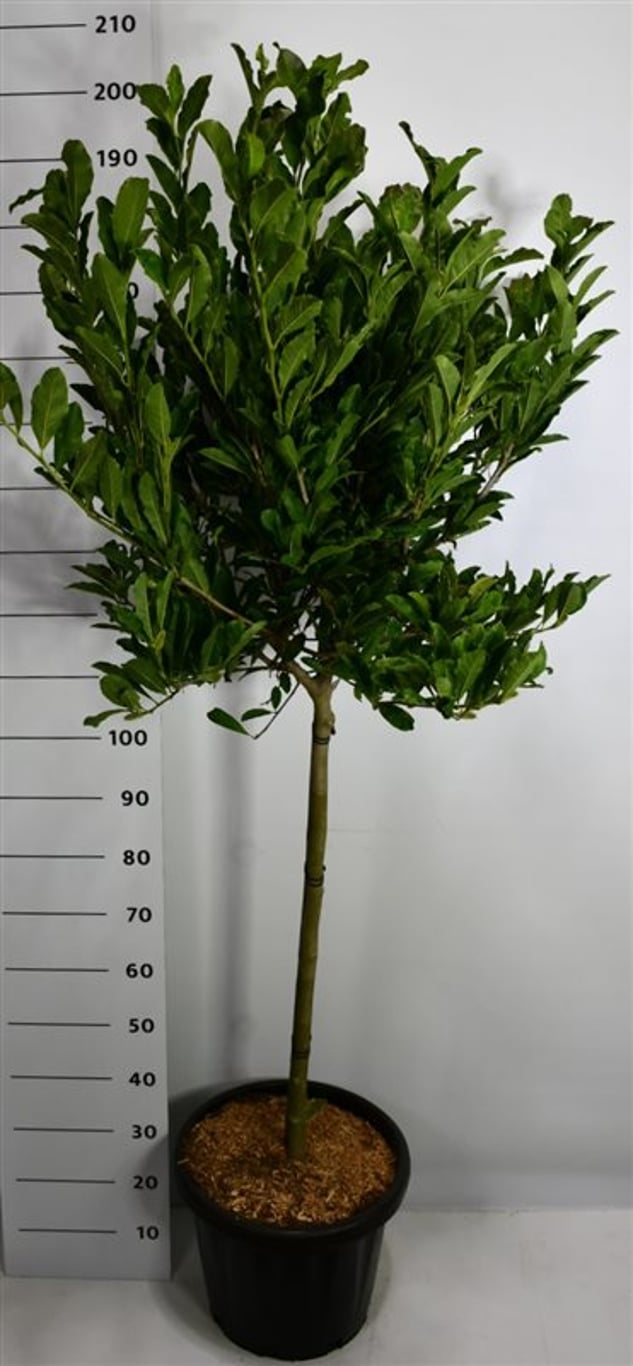 Magnolia stellata - 80 CM Stem C30